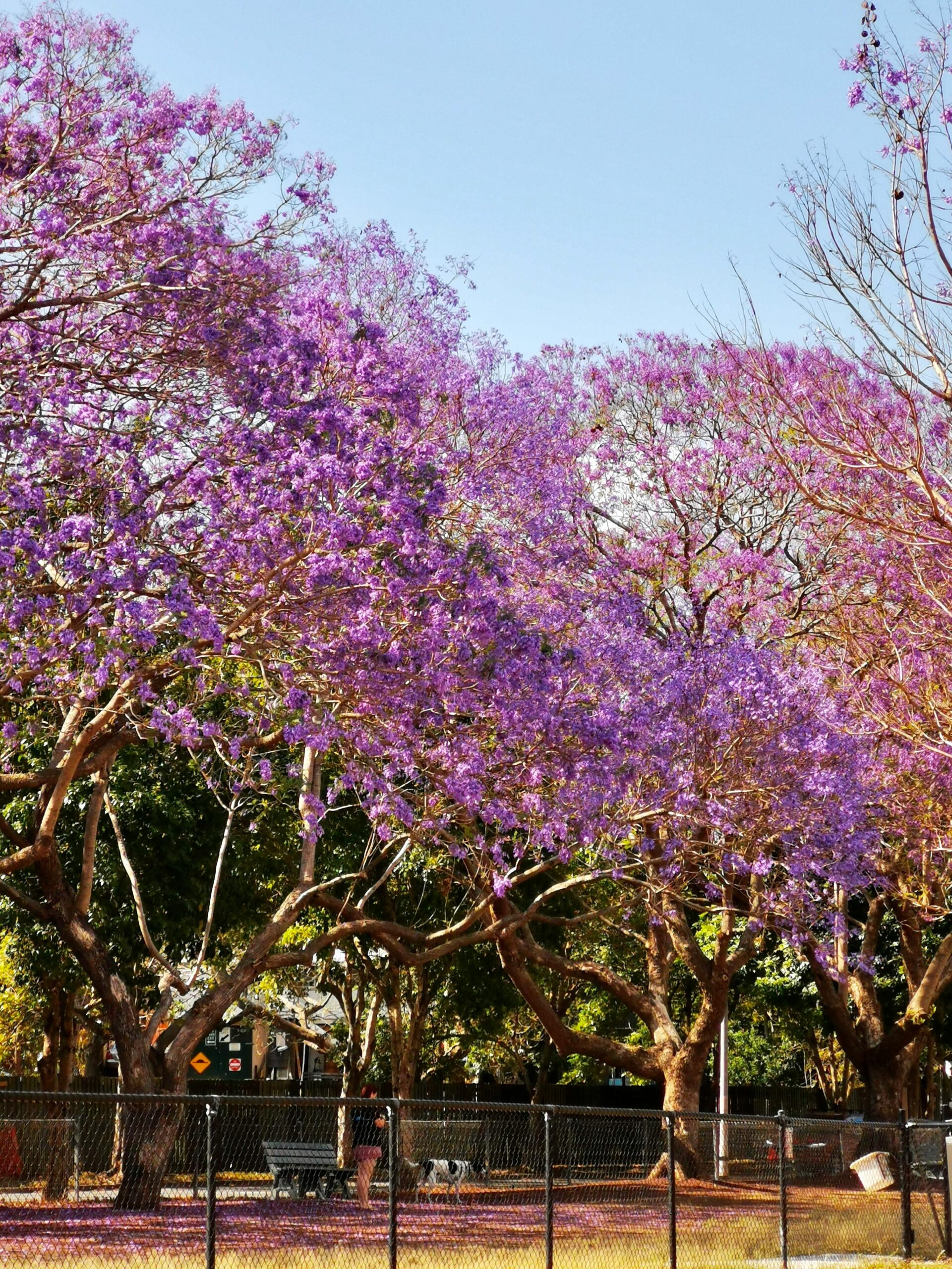 Spring morning on a street, representing life in the west
